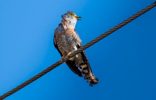 A Bird Perched on the Wire