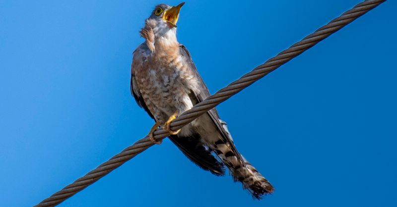 Coucou : Tout savoir sur cet oiseau migrateur