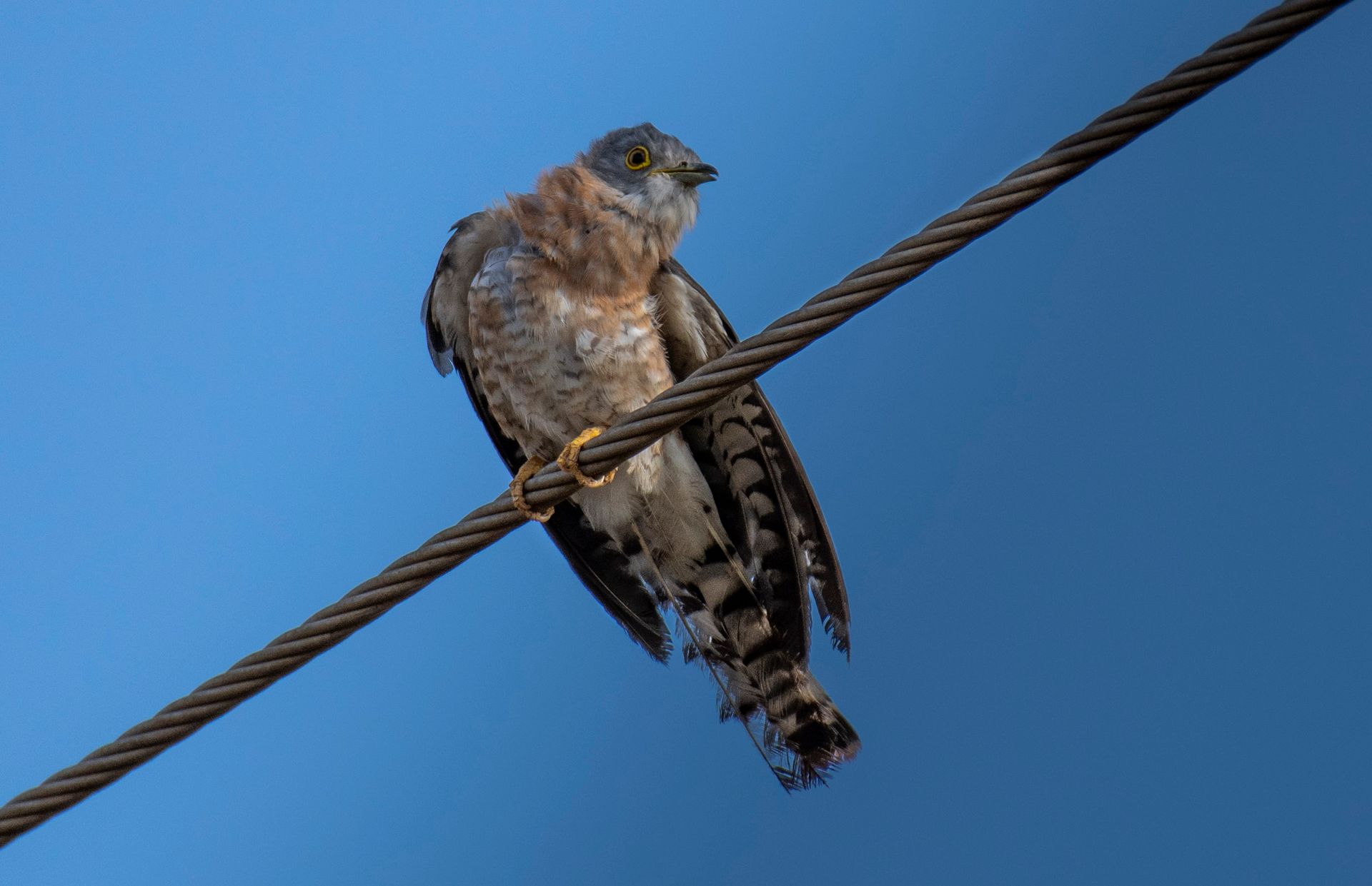 A Falcon on a Cable Wire