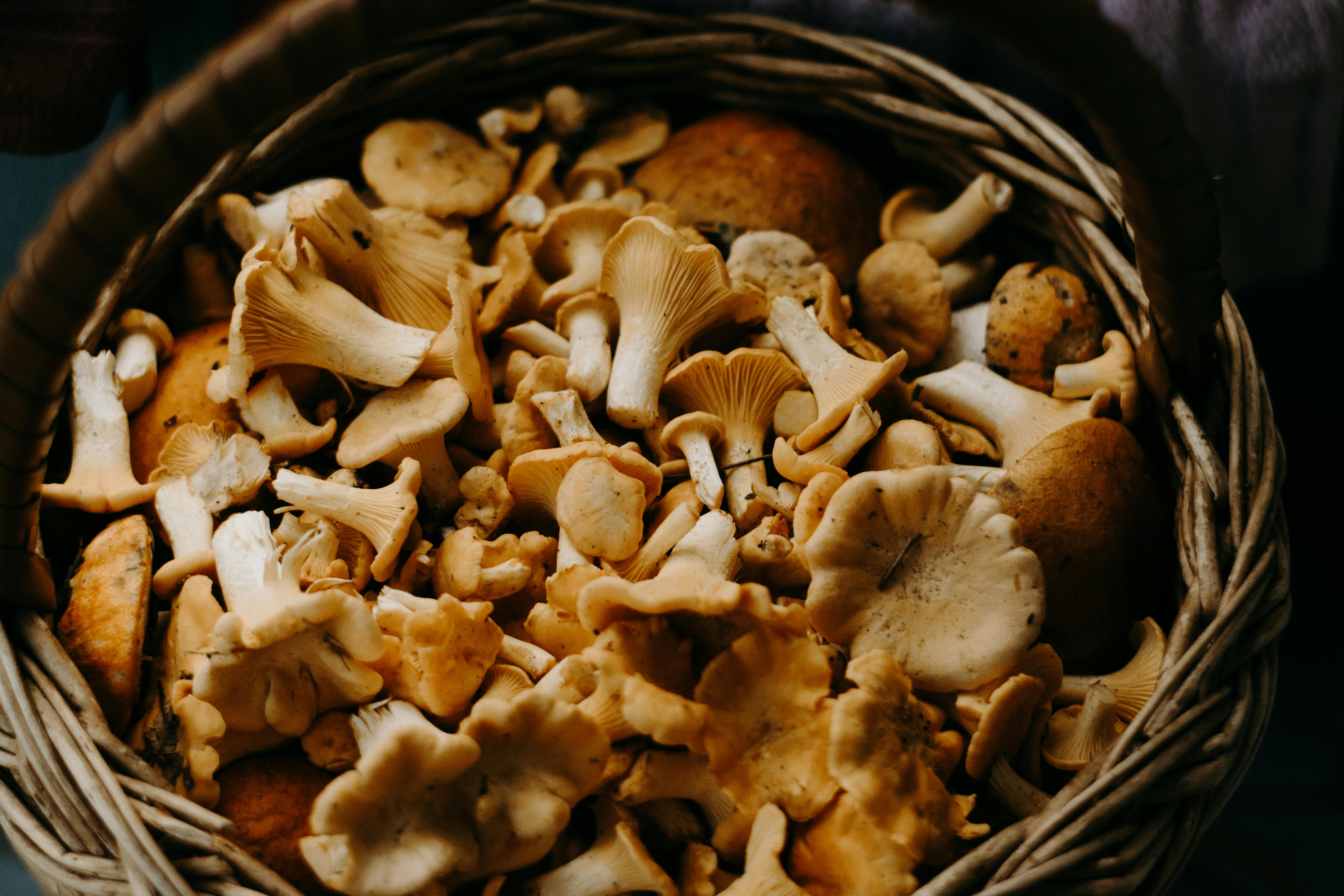Basket of mushrooms. | Photo: Pexels