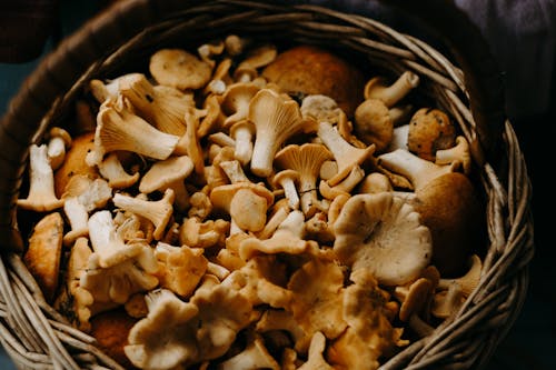 Безкоштовне стокове фото на тему «Гриб, гриби, їстівний»