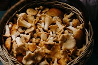 拍摄编织篮中新鲜的鸡油菌蘑菇特写，非常适合烹饪用途