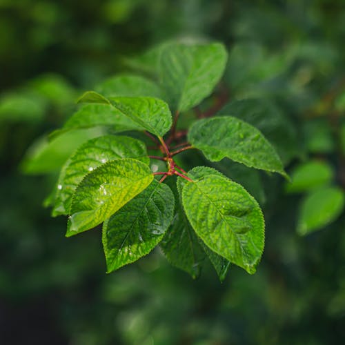 Green Leaf Plant in Close Up Photography