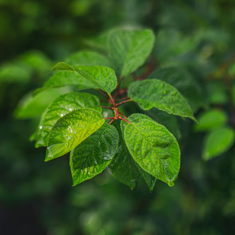 Green Leaf Plant in Close Up Photography · Free Stock Photo