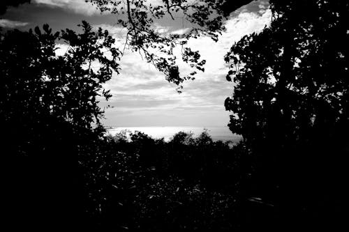 Grayscale Photo of Trees Near Body of Water