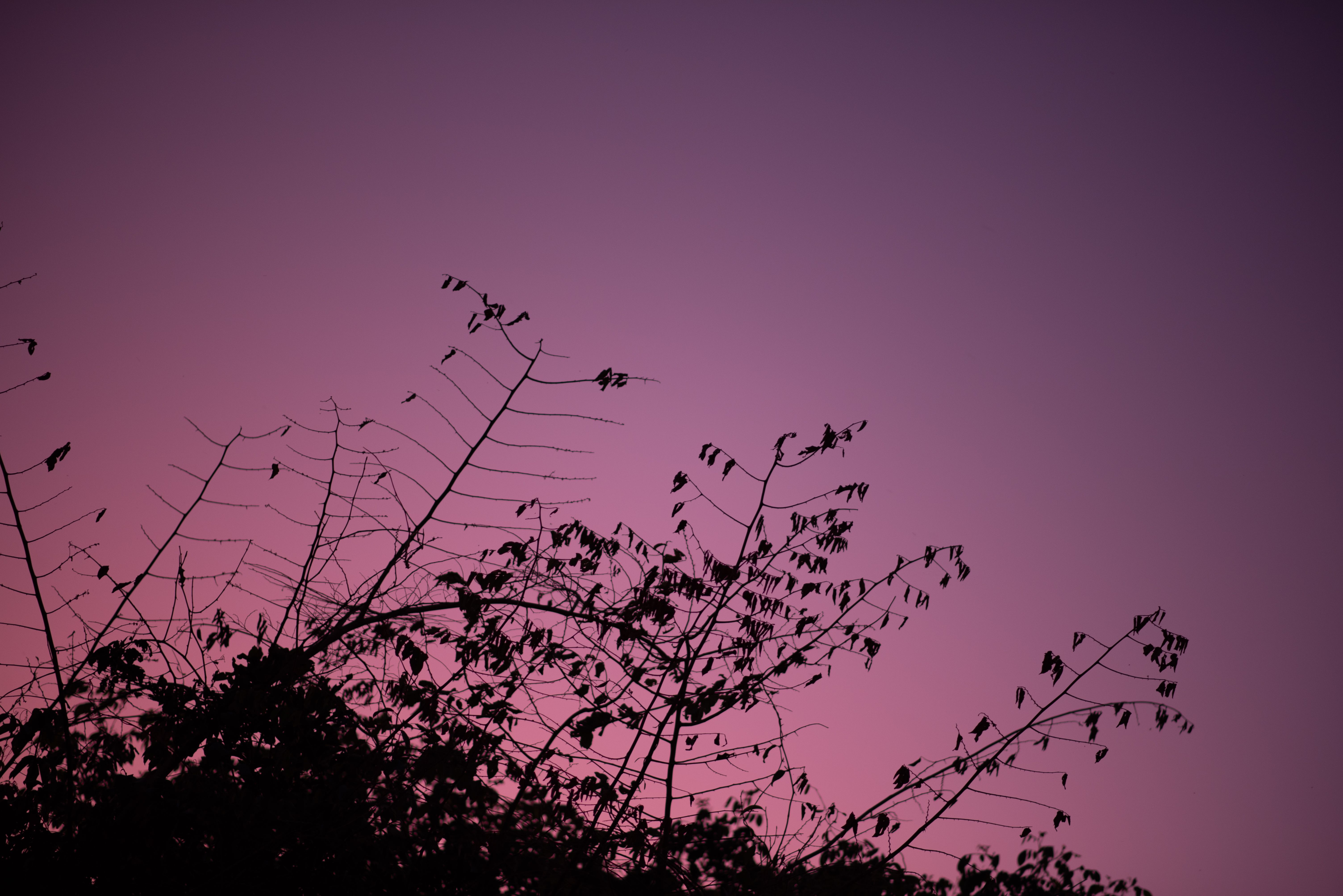 Tree Branches at Purple Twilight macbook wallpaper 4K free download