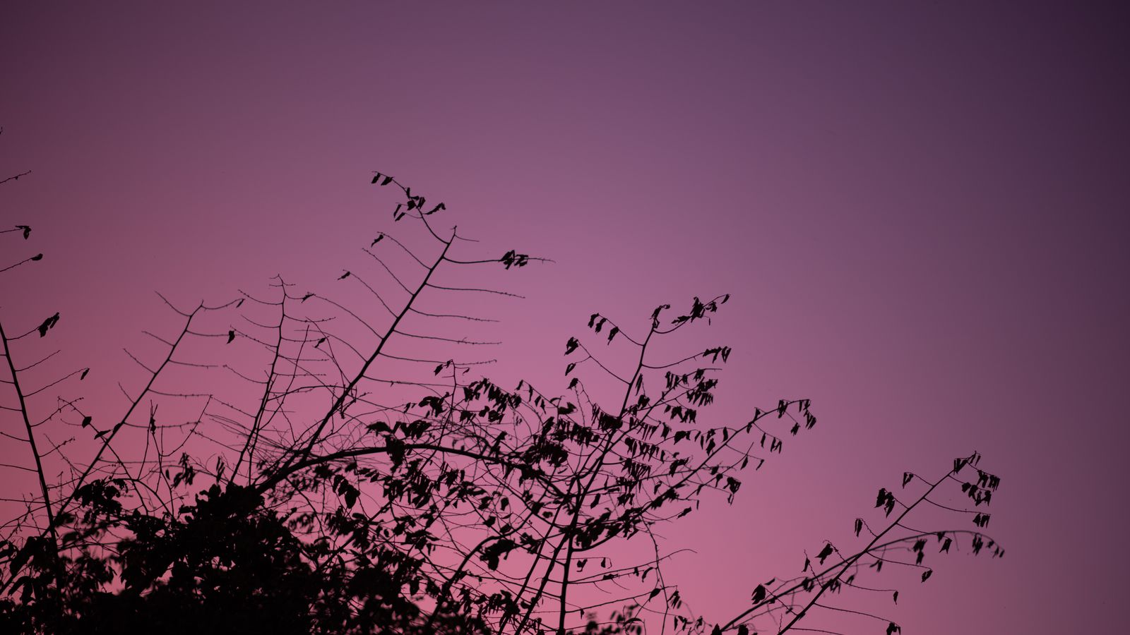 Tree Branches at Purple Twilight dark MacBook wallpaper 4K