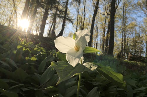 Trillium at sunset