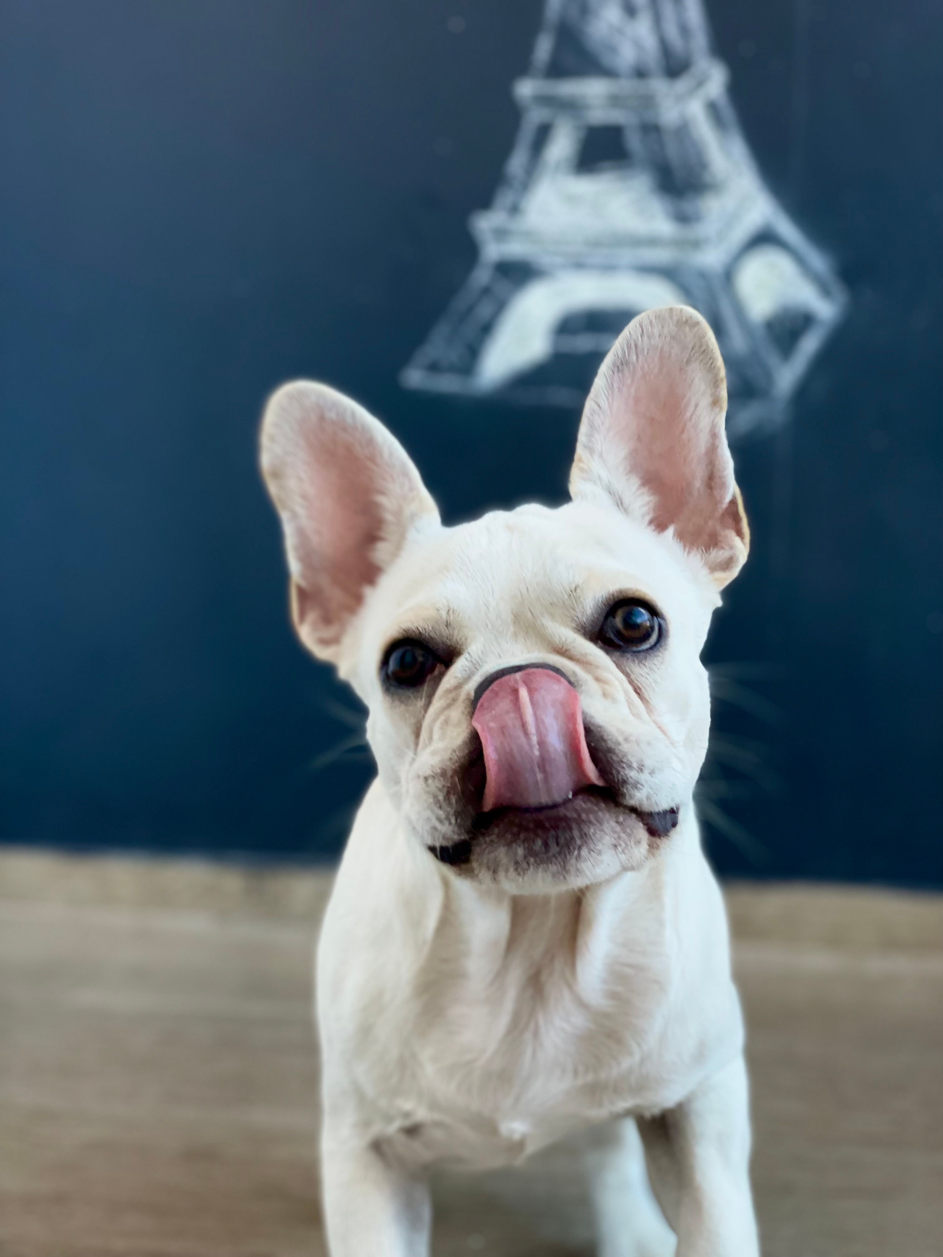 Close Up Photo of White Dog · Free Stock Photo