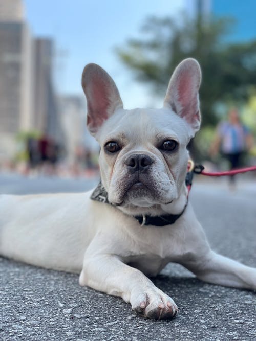 White French Bulldog Lying on Ground