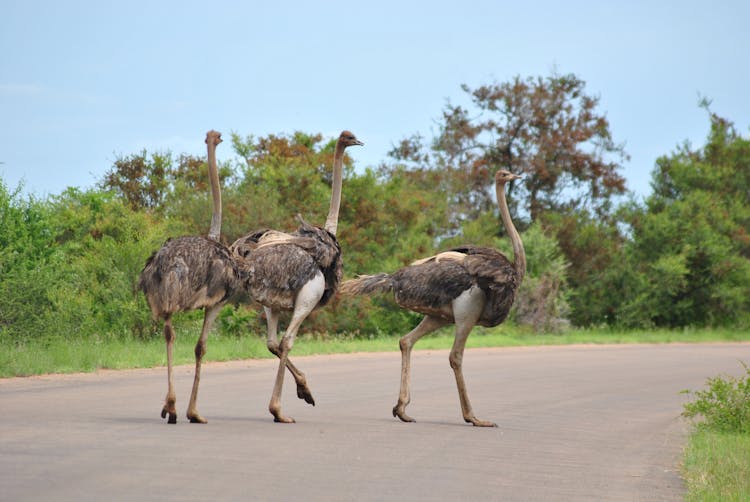 Ostriches On The Road