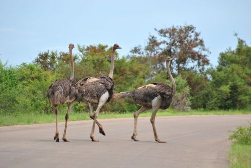 Free Four ostriches crossing a road in a South African wildlife reserve, surrounded by lush vegetation. Stock Photo
