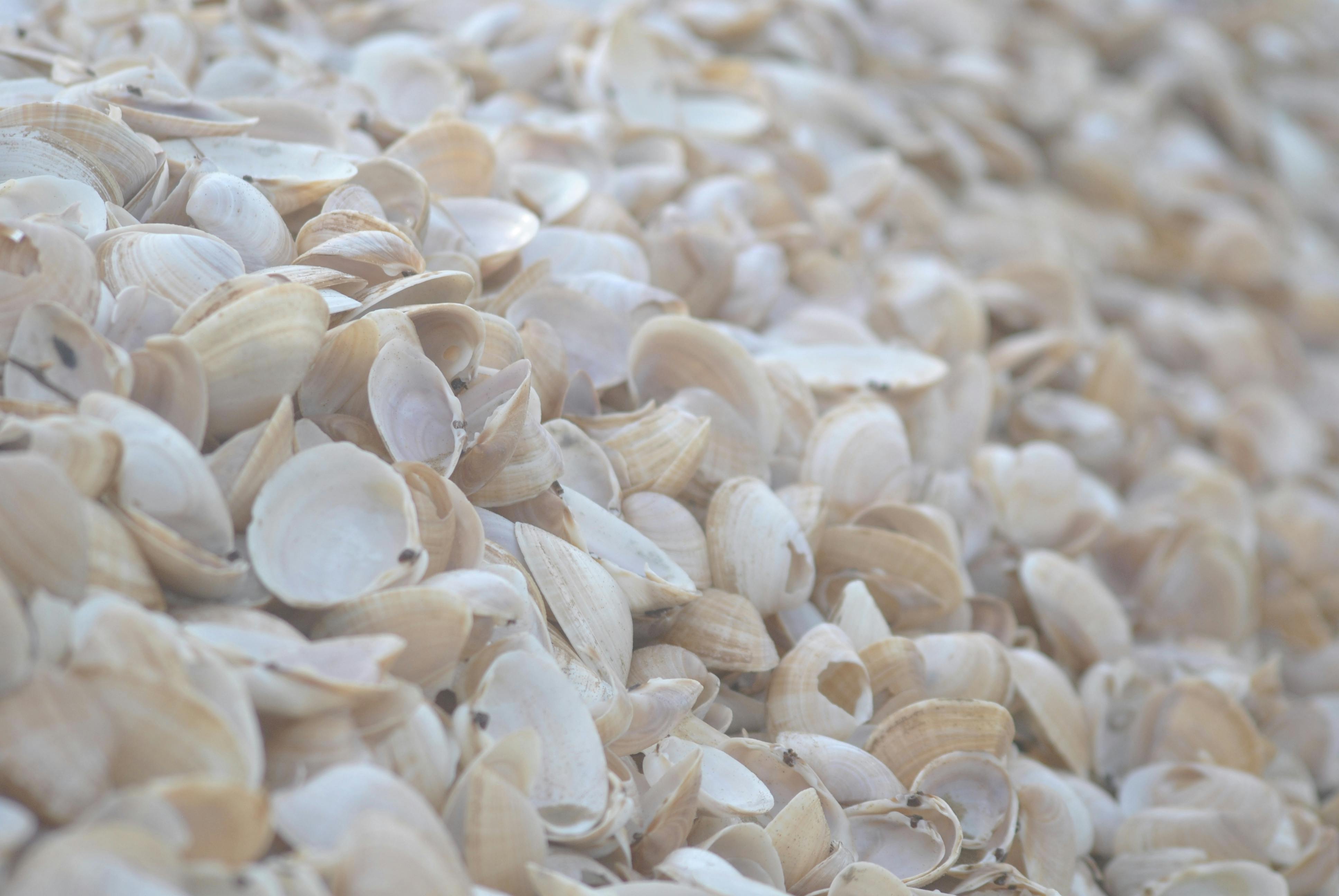 Detailed close-up of seashells washed ashore in Plettenberg Bay, South Africa.