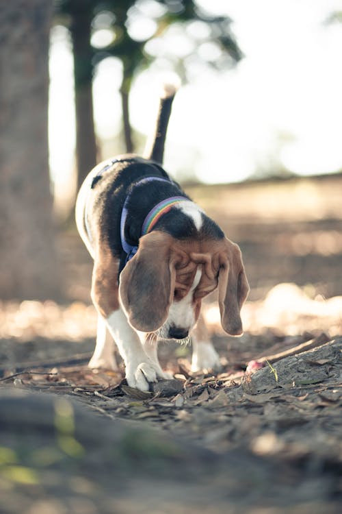 Foto d'estoc gratuïta de animal, Beagle, caní