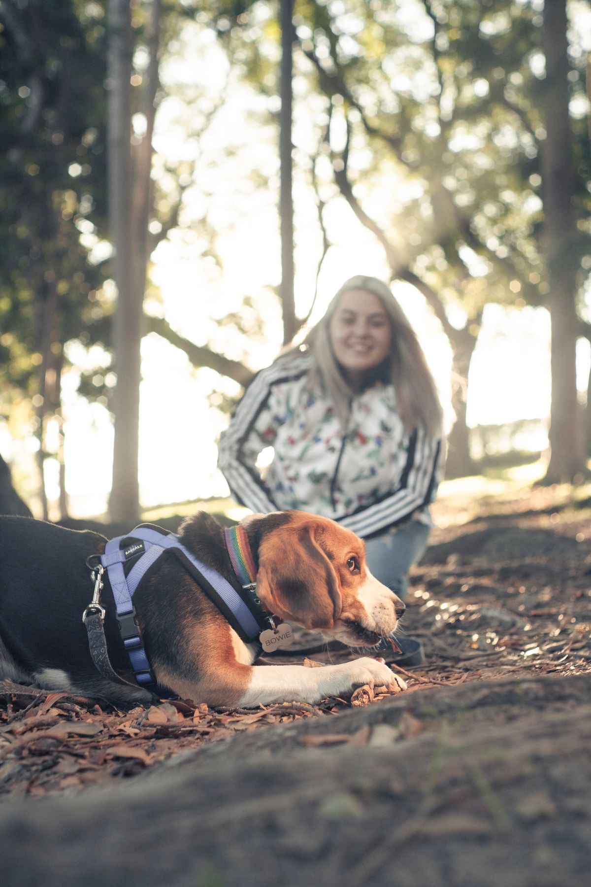 Dog pausing mid-walk to sniff the ground with its owner waiting calmly behind