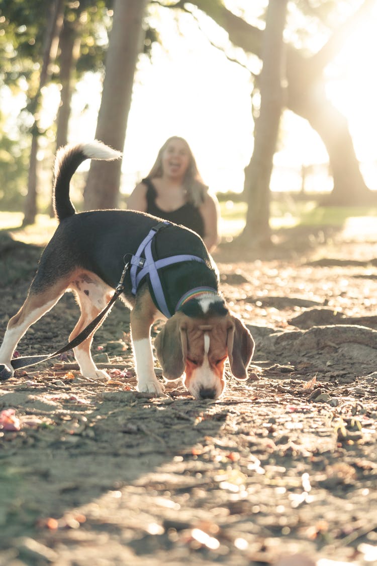 Dog Sniffing The Ground