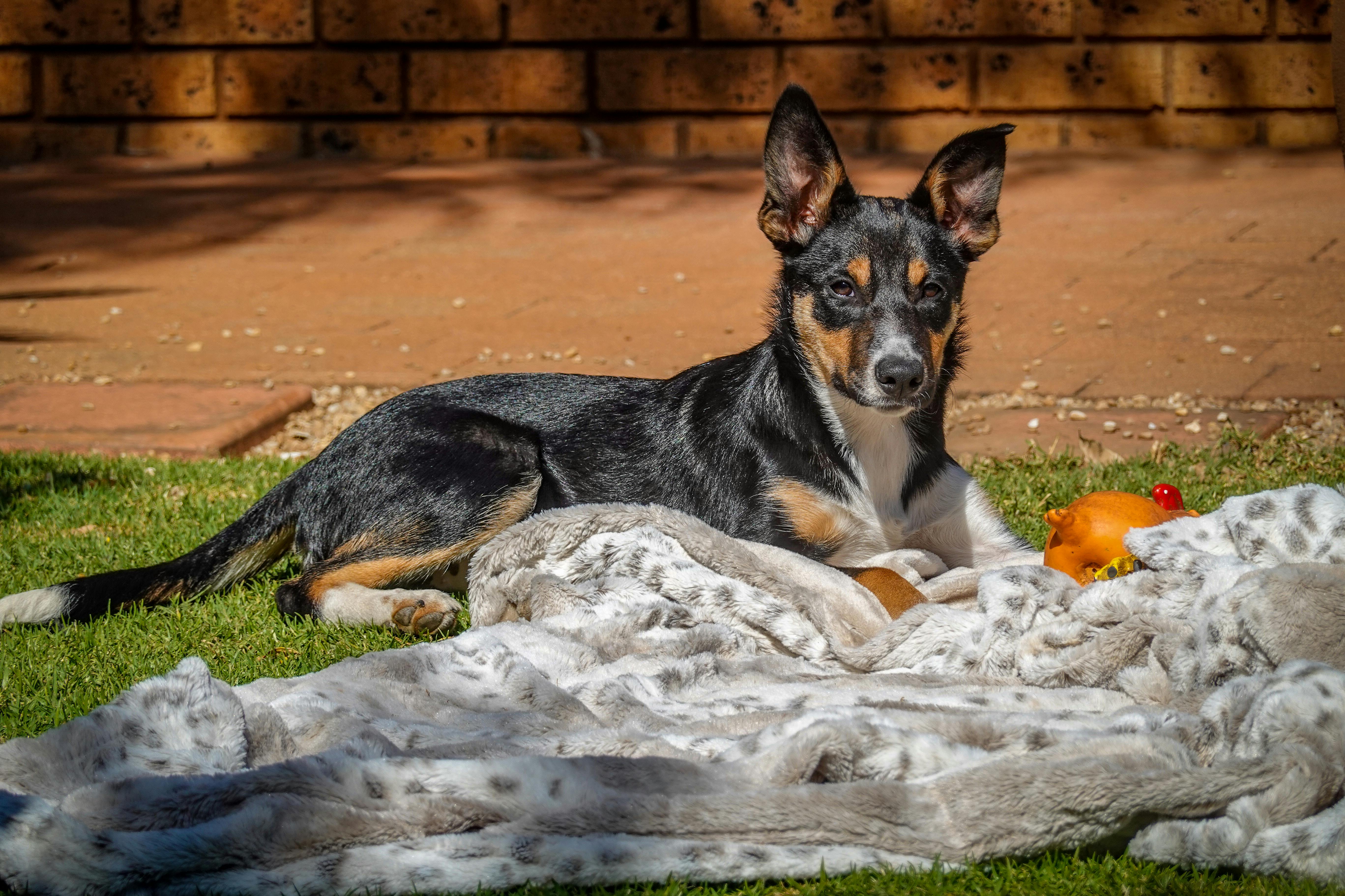 Der Hund, der einfach nicht loslassen konnte — was Luna mir über das Loslassen selbst beigebracht hat
