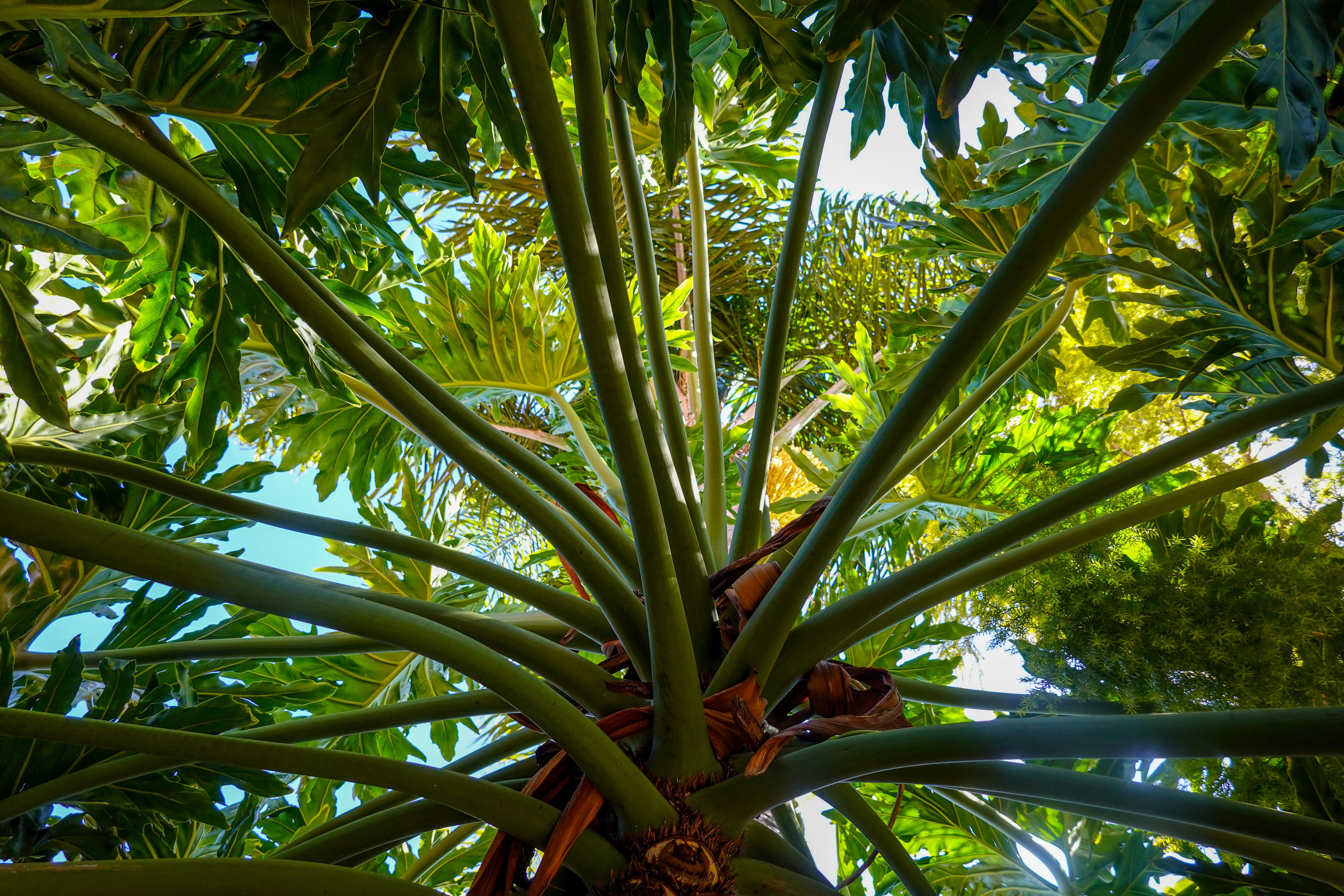 Leaves of a Tree Philodendron in Low Angle Shot · Free Stock Photo