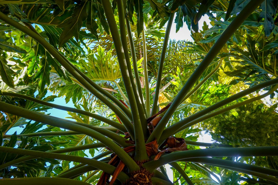 Philophers Tree Leaves of a Tree Philodendron in Low Angle Shot · Free Stock Photo