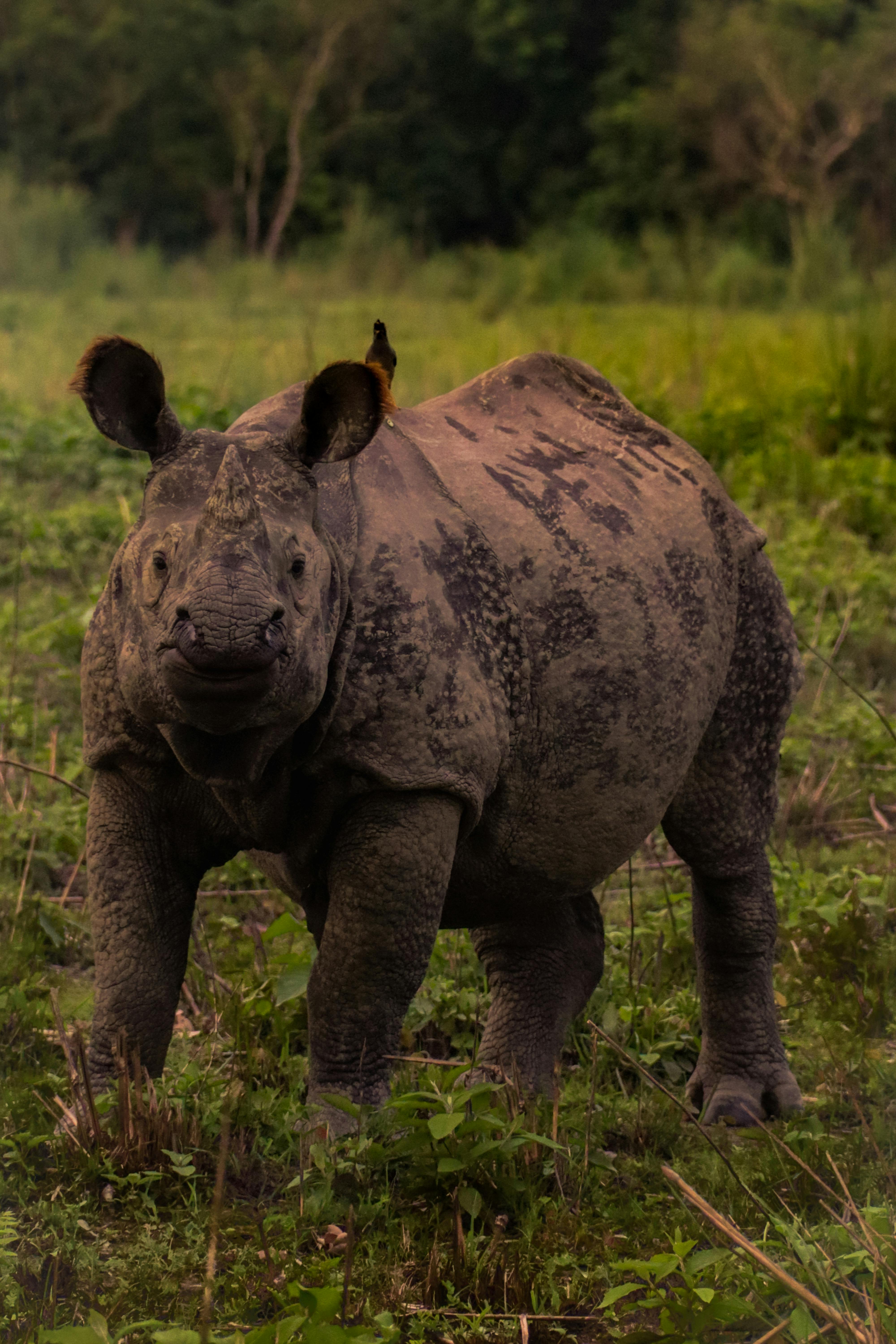 Gratuit Photos gratuites de animal, animal sauvage, animaux Photos