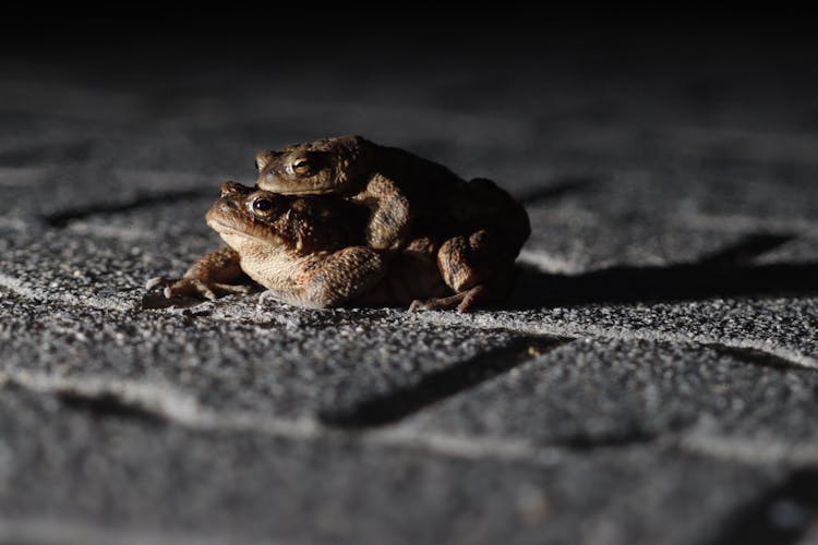 Close-Up Shot Of Frogs Mating 