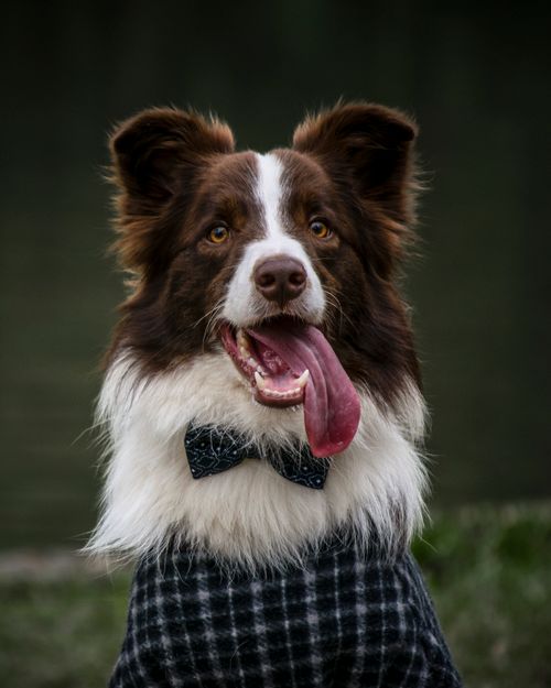 Free A stylish border collie wearing a bowtie poses outdoors, tongue out and playful. Stock Photo