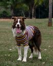Black and White Border Collie on Green Grass Field