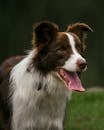 Border Collie Dog with Mouth Open 