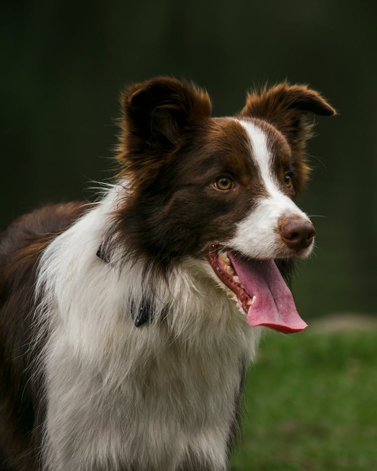 Border Collie Dog With Mouth Open 