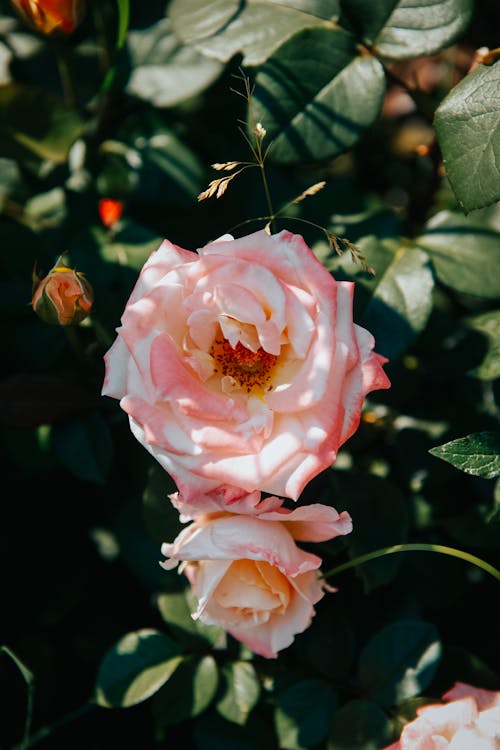 Kostnadsfri bild av blomfotografi, blommor, flora