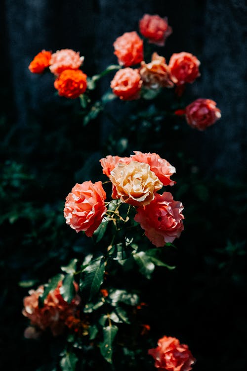 Kostnadsfri bild av blomfotografi, blommor, flora