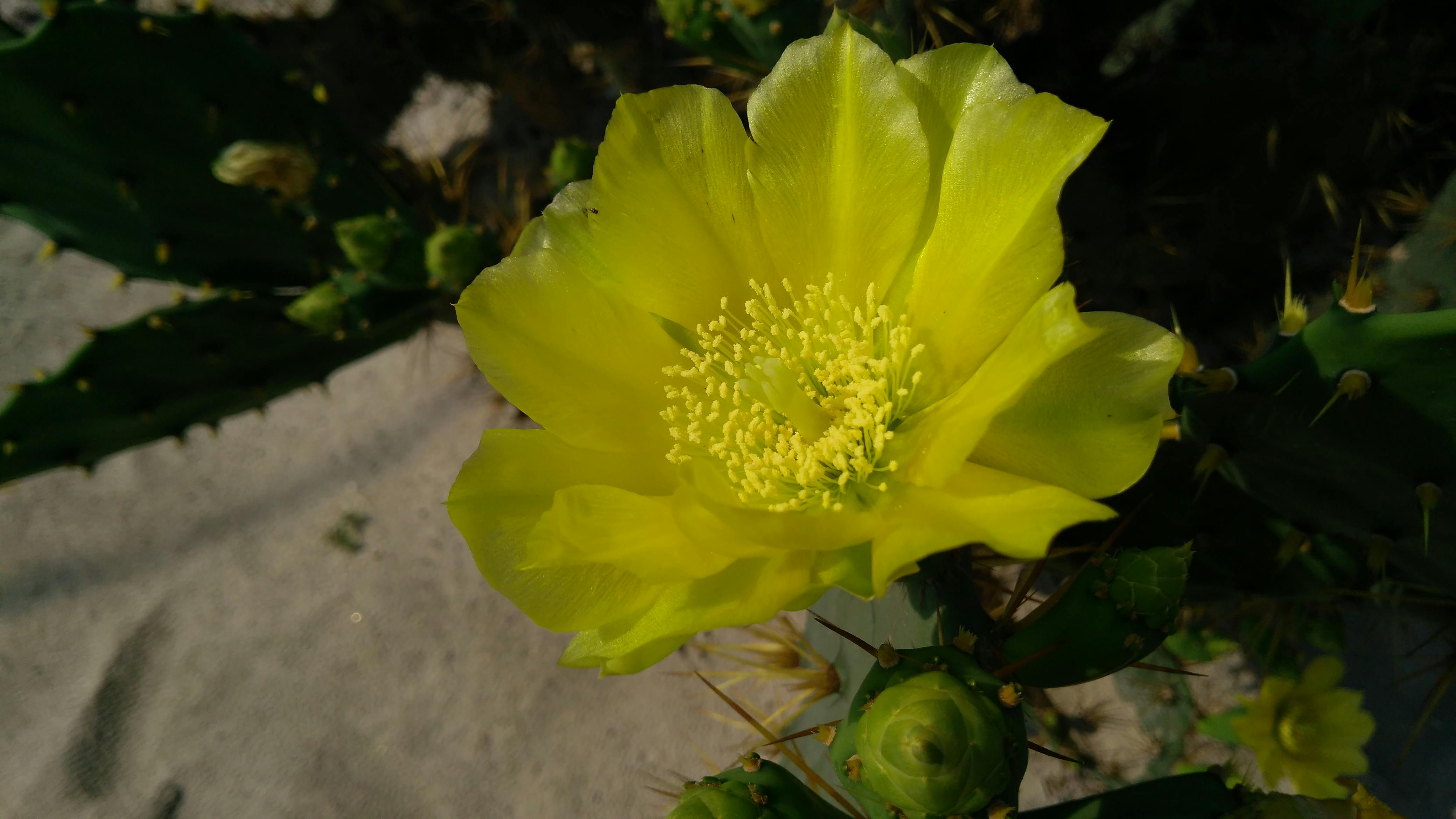 Free stock photo of cactus flower, desert prickly pear, desert prickly pear flower