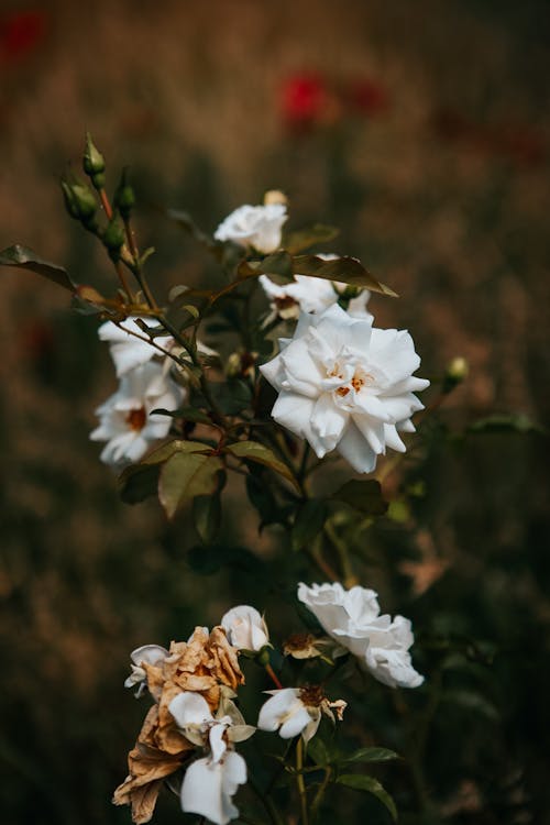 Free White Roses in Bloom Stock Photo