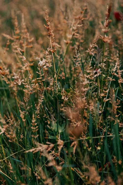 Free Vertical shot of green grass and wheat spikes in a natural field setting. Stock Photo