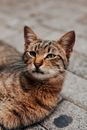 Whiskery Images