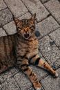 Brown Tabby Cat on Grey Concrete Floor