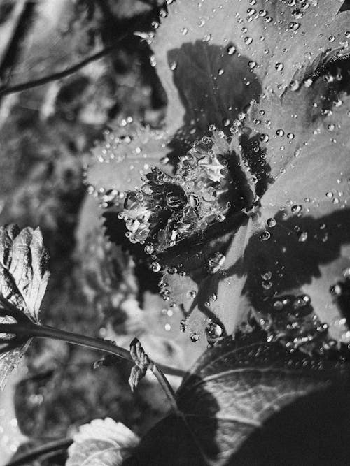 Free Darmowe zdjęcie z galerii z abstrakcyjny, bryzgać, czarno-biały Stock Photo
