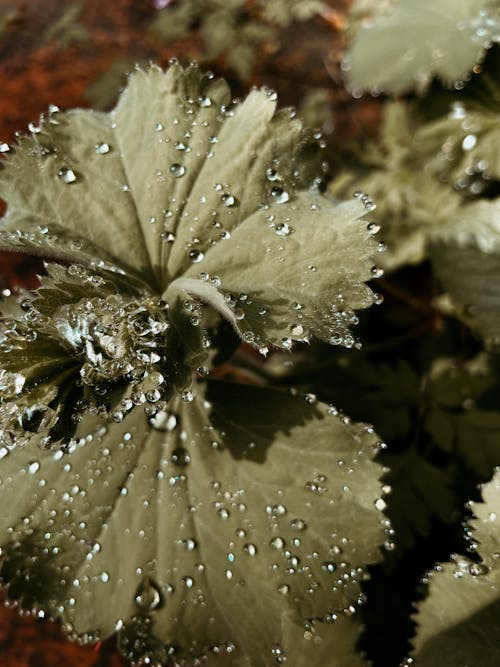 Free Darmowe zdjęcie z galerii z krople wody, liście, mokry Stock Photo