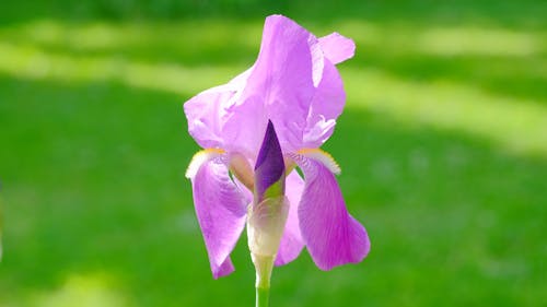 Purple Flower in Close Up Photography