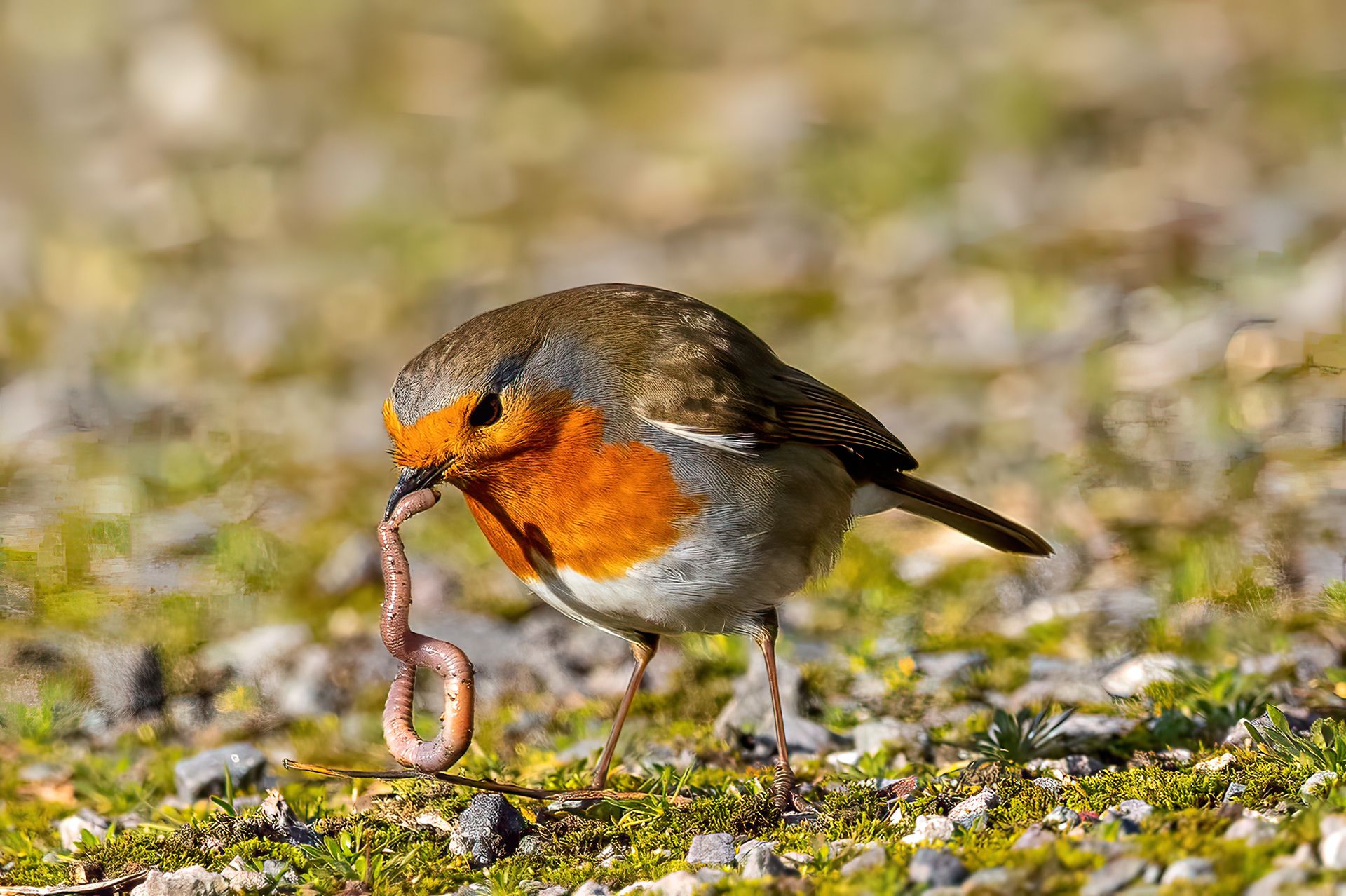Robin Catching Worm
