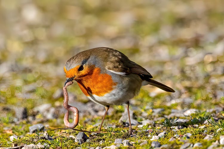 Robin Catching Worm