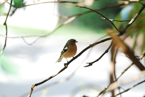 苍头燕雀, 鳥 的 免费素材图片