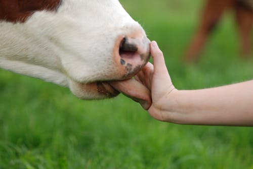 Cow Licking Hand