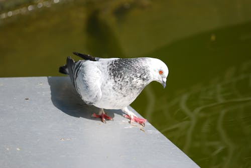 Darmowe zdjęcie z galerii z gołąb, ptak