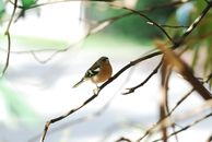 Fringilla coelebs, Buchfink