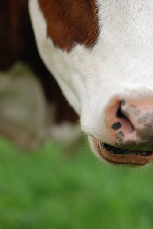 Close Up Photo of a Cow