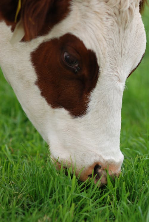 Kostenloses Stock Foto zu bovidae, gras, grasen