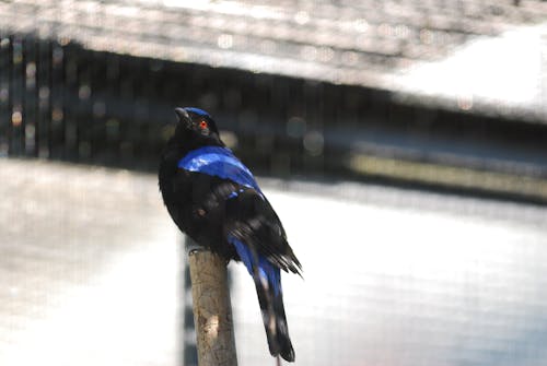 Darmowe zdjęcie z galerii z domek dla ptaków, ptak