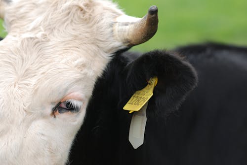 Foto d'estoc gratuïta de animal de granja, bestiar, etiqueta d'orella