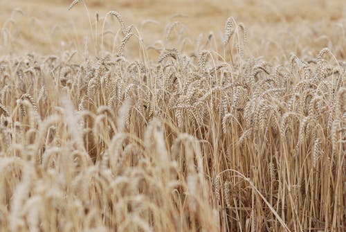 免费 小麥, 田, 草 的 免费素材图片 素材图片